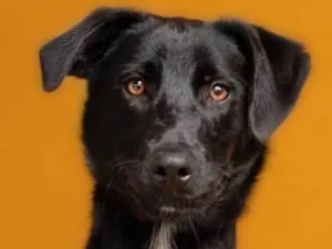Cachorro raça SRD-ViraLata idade 1 ano nome Basílio 