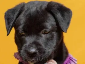 Cachorro raça SRD-ViraLata idade 2 a 6 meses nome Skye