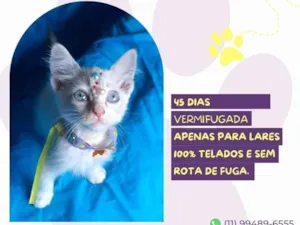 Gato raça SRD-ViraLata idade 2 a 6 meses nome Fada