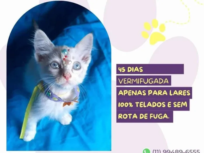 Gato ra a SRD-ViraLata idade 2 a 6 meses nome Fada