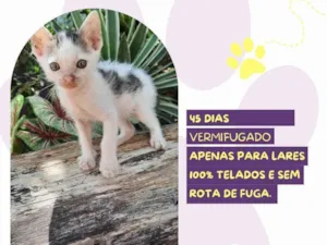 Gato raça SRD-ViraLata idade Abaixo de 2 meses nome Peter