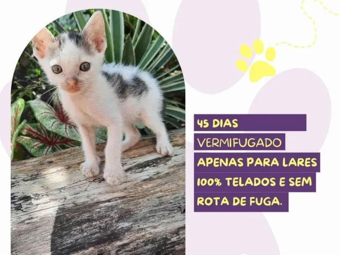 Gato ra a SRD-ViraLata idade Abaixo de 2 meses nome Peter