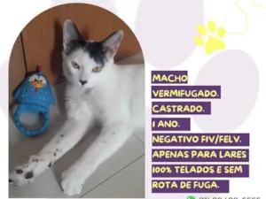 Gato raça SRD-ViraLata idade Abaixo de 2 meses nome Nino