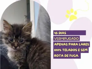 Gato raça SRD-ViraLata idade 2 a 6 meses nome Veigh