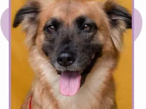 Cachorro raça SRD-ViraLata idade 2 anos nome Teka