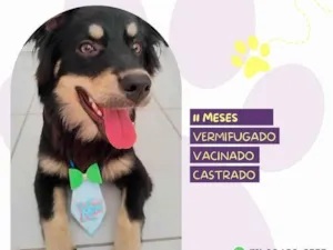 Cachorro raça SRD-ViraLata idade 7 a 11 meses nome Oliver