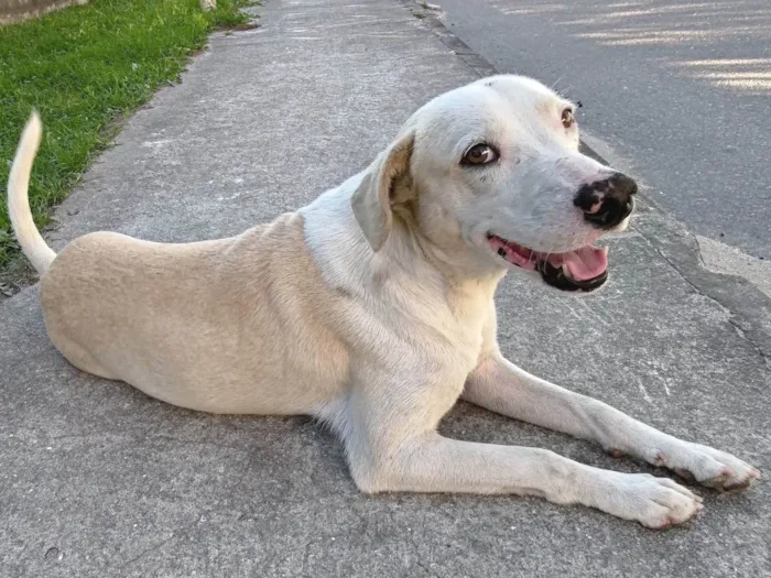 Cachorro ra a Srd idade 1 ano nome Branco