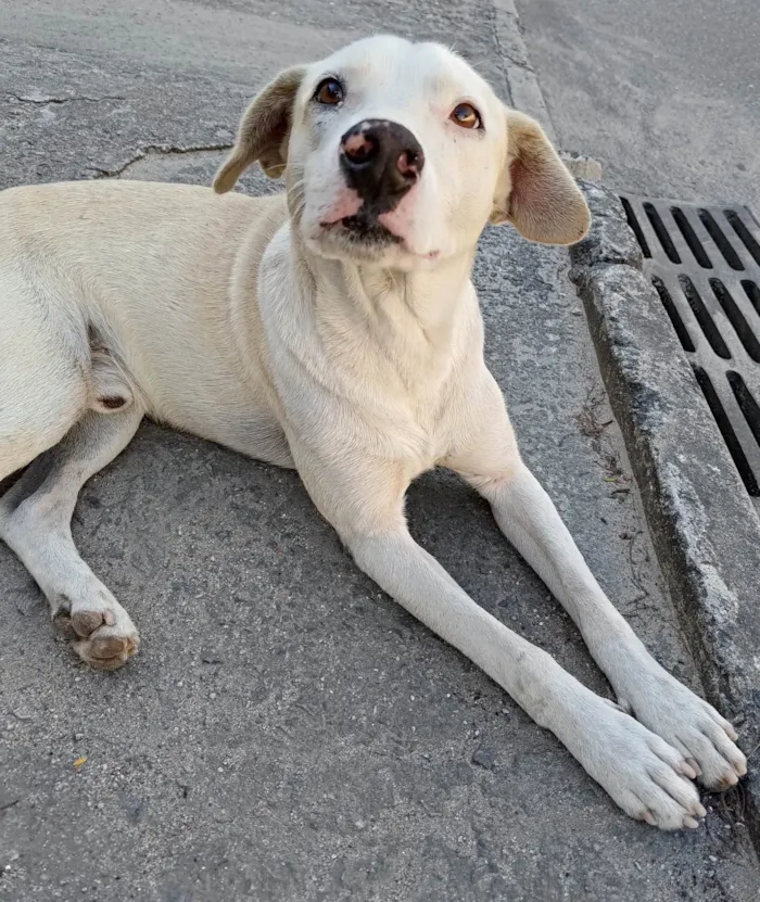 Cachorro ra a Srd idade 1 ano nome Branco