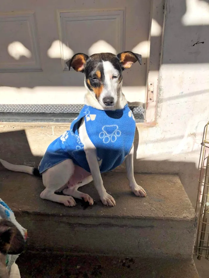 Cachorro ra a SRD-ViraLata idade 2 anos nome Belinha e Belinho