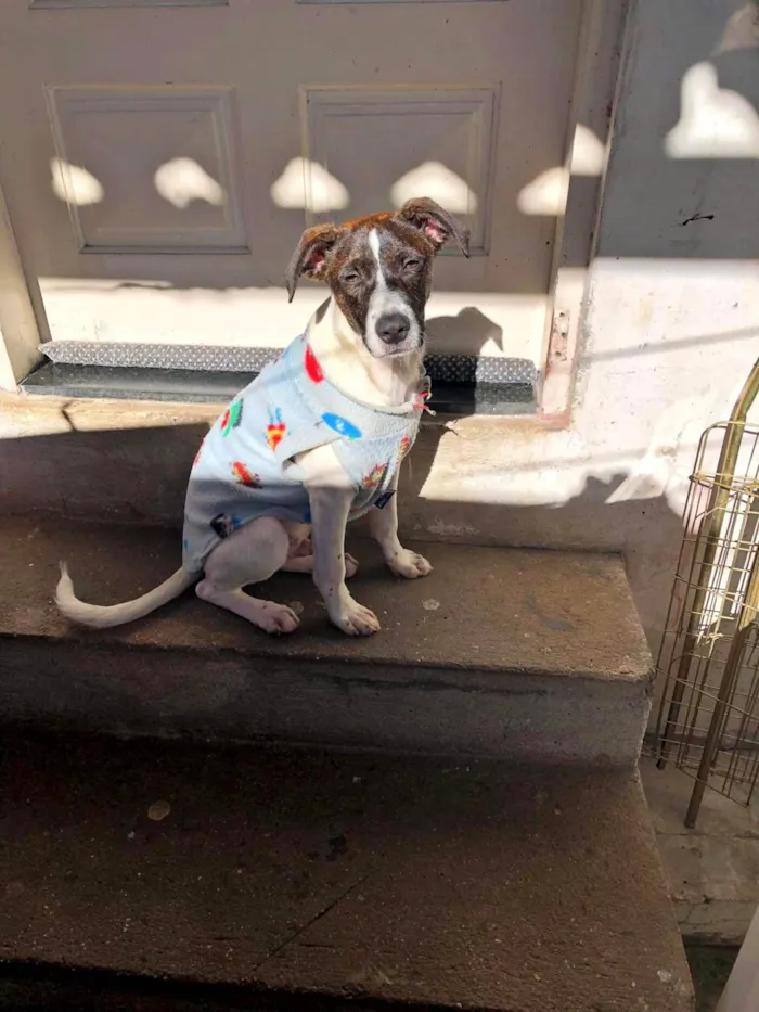 Cachorro ra a SRD-ViraLata idade 2 anos nome Belinha e Belinho
