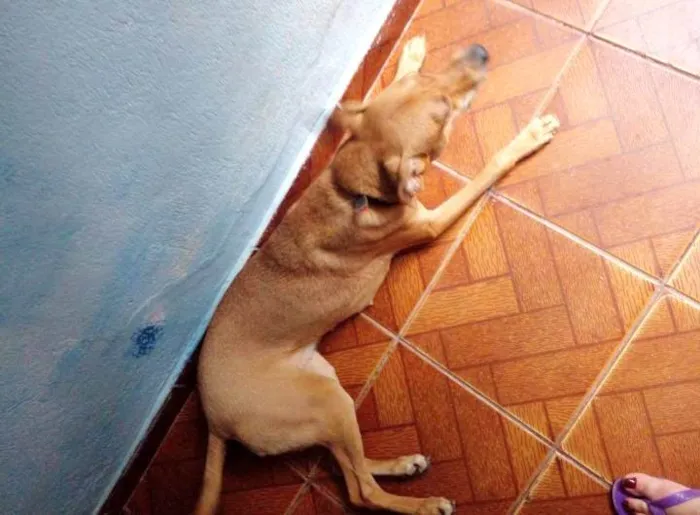 Cachorro ra a SRD-ViraLata idade 2 anos nome Maya