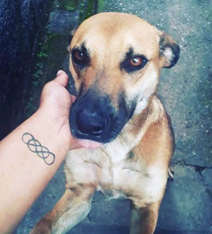 Cachorro ra a SRD-ViraLata idade 5 anos nome Killer