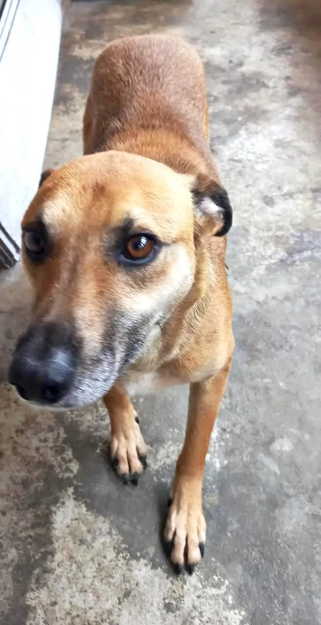 Cachorro ra a SRD-ViraLata idade 5 anos nome Killer