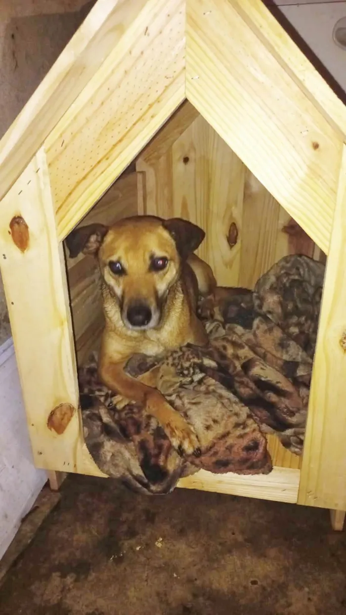Cachorro ra a SRD-ViraLata idade 5 anos nome Killer