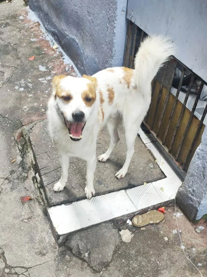 Cachorro ra a SRD-ViraLata idade 4 anos nome Yuki