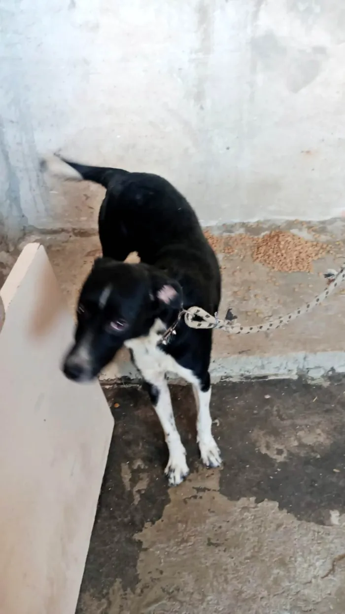 Cachorro ra a SRD-ViraLata idade 2 anos nome Kiara