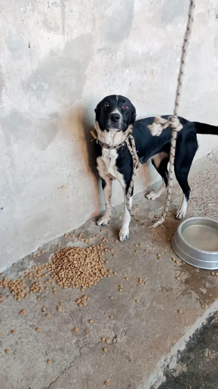 Cachorro ra a SRD-ViraLata idade 2 anos nome Kiara
