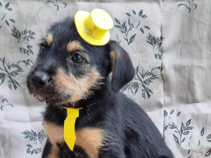 Cachorro ra a SRD-ViraLata idade 2 a 6 meses nome Bruno &Marrone