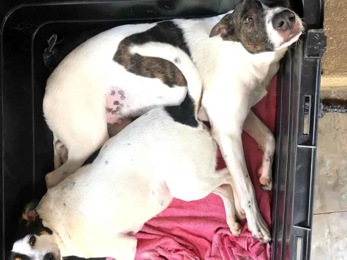 Cachorro ra a SRD-ViraLata idade 2 anos nome Belinha e Belinho