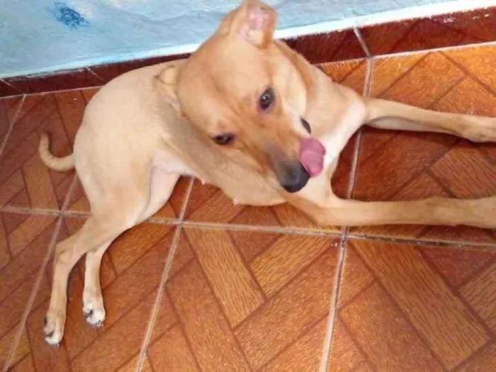 Cachorro ra a SRD-ViraLata idade 2 anos nome Maya