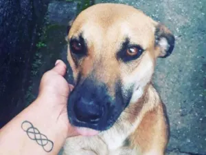 Cachorro raça SRD-ViraLata idade 5 anos nome Killer