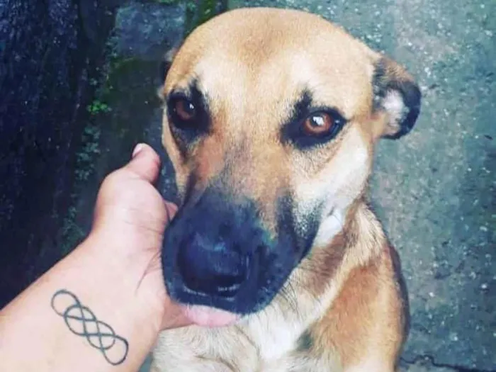Cachorro ra a SRD-ViraLata idade 5 anos nome Killer