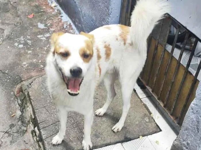 Cachorro ra a SRD-ViraLata idade 4 anos nome Yuki
