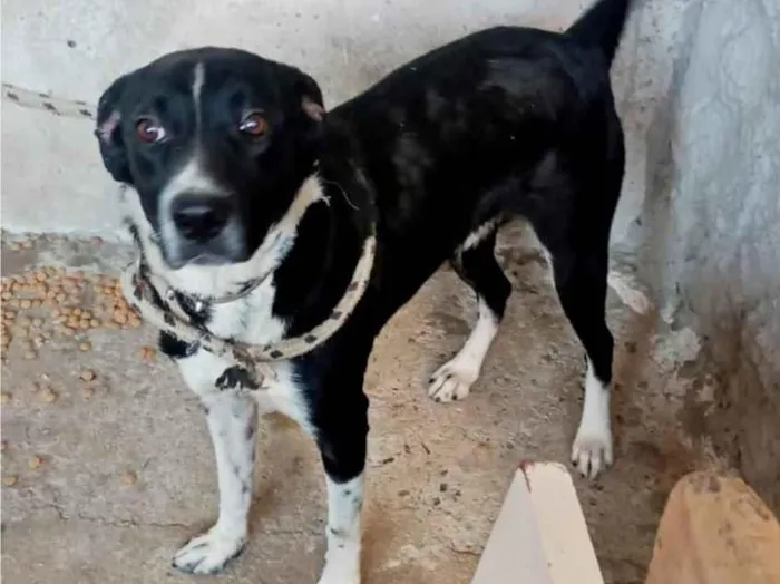 Cachorro ra a SRD-ViraLata idade 2 anos nome Kiara
