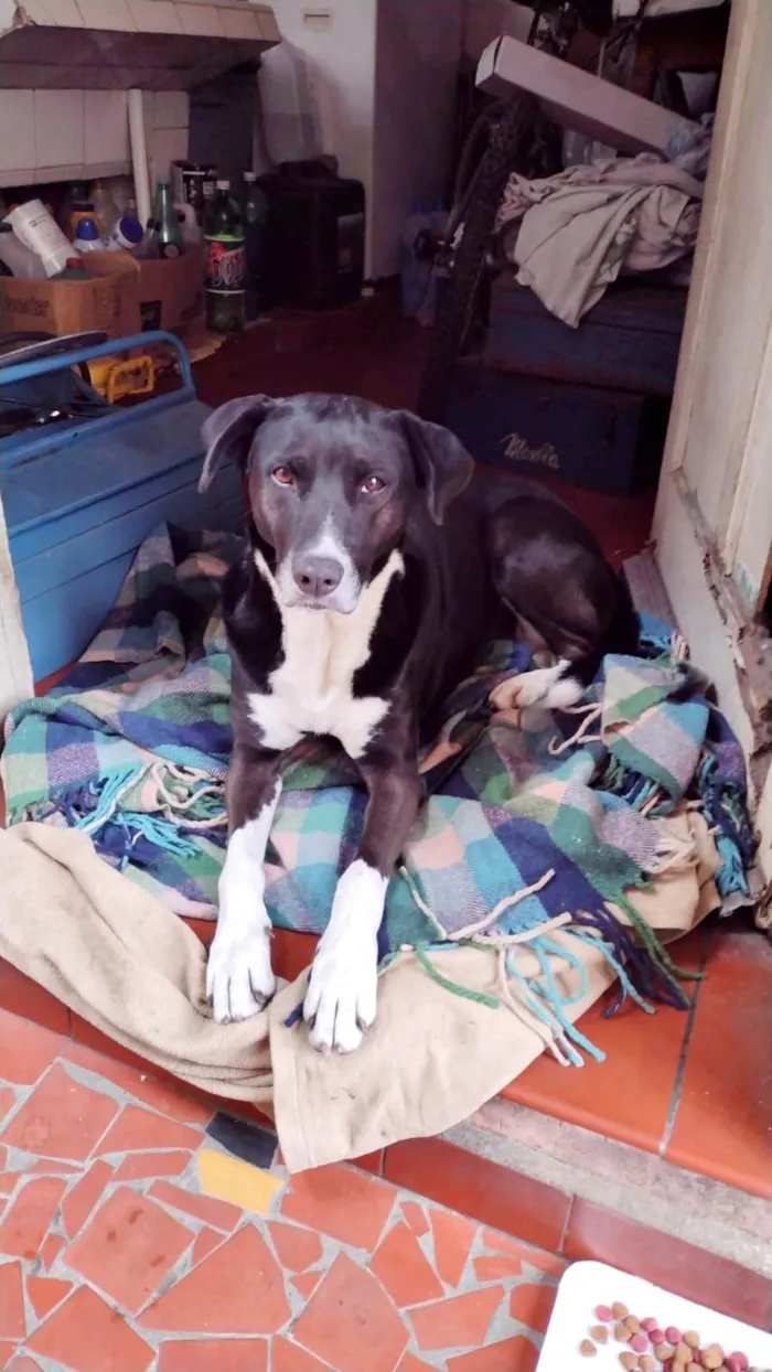 Cachorro ra a SRD-ViraLata idade 1 ano nome Fêmea Castrada 