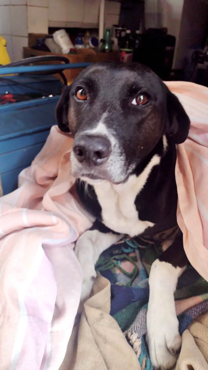 Cachorro ra a SRD-ViraLata idade 1 ano nome Fêmea Castrada 