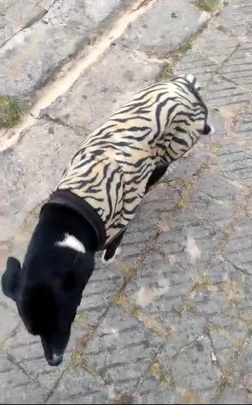 Cachorro ra a SRD-ViraLata idade 1 ano nome Fêmea Castrada 