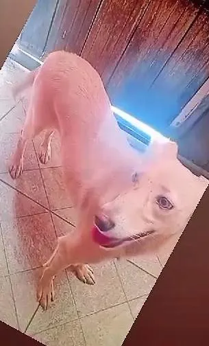 Cachorro ra a SRD-ViraLata idade 1 ano nome Nina