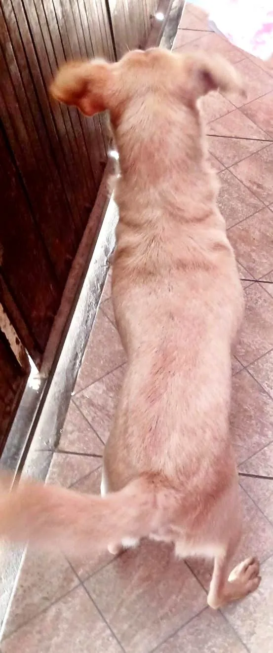 Cachorro ra a SRD-ViraLata idade 1 ano nome Nina