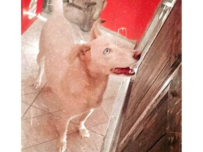 Cachorro ra a SRD-ViraLata idade 1 ano nome Nina