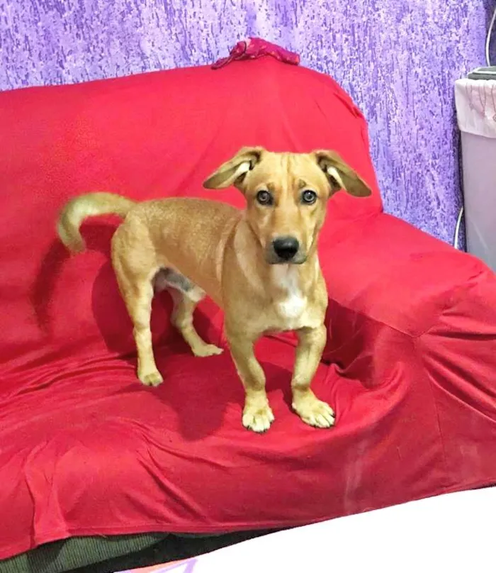 Cachorro ra a SRD-ViraLata idade 1 ano nome Mike