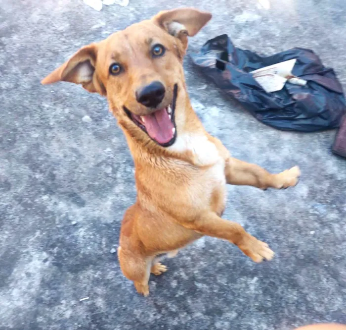 Cachorro ra a SRD-ViraLata idade 1 ano nome Mike