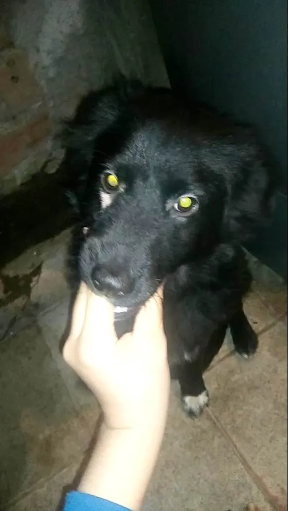 Cachorro ra a SRD-ViraLata idade 7 a 11 meses nome Yoshi