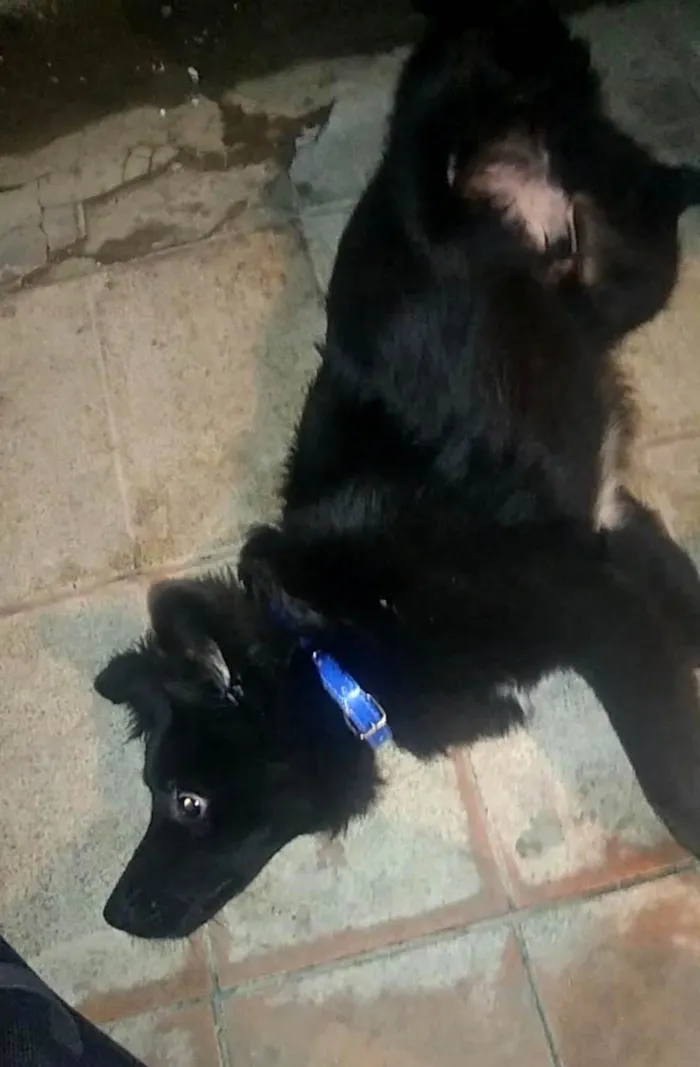 Cachorro ra a SRD-ViraLata idade 7 a 11 meses nome Yoshi