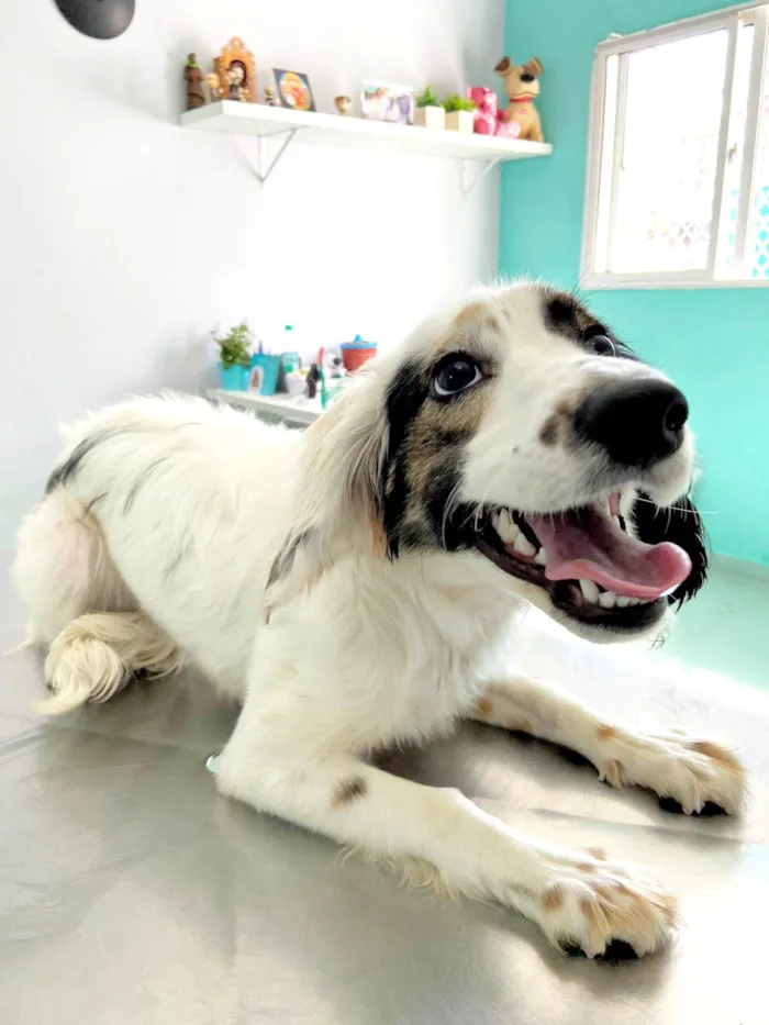 Cachorro ra a SRD-ViraLata idade 7 a 11 meses nome Fêmea Filhote