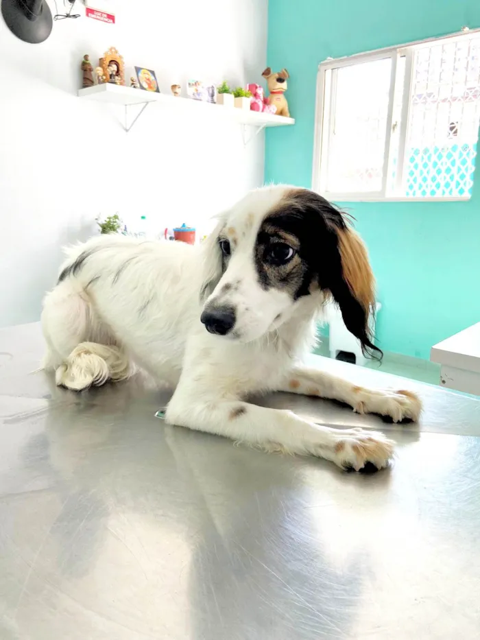 Cachorro ra a SRD-ViraLata idade 7 a 11 meses nome Fêmea Filhote