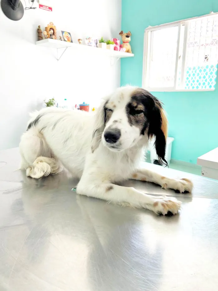 Cachorro ra a SRD-ViraLata idade 7 a 11 meses nome Fêmea Filhote