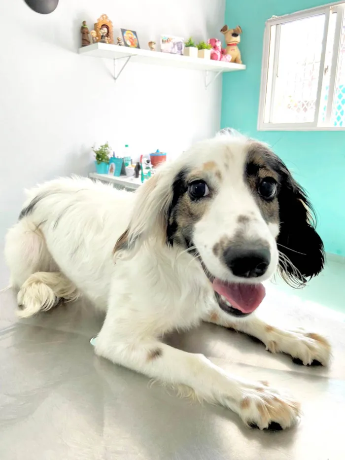 Cachorro ra a SRD-ViraLata idade 7 a 11 meses nome Fêmea Filhote