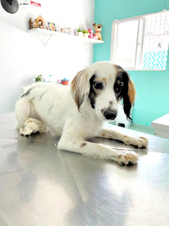 Cachorro ra a SRD-ViraLata idade 7 a 11 meses nome Fêmea Filhote