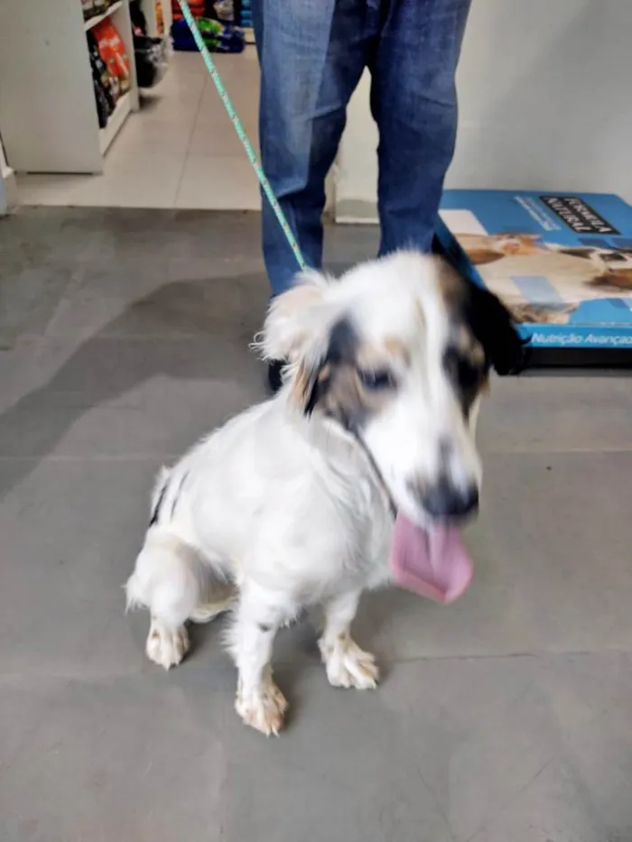 Cachorro ra a SRD-ViraLata idade 7 a 11 meses nome Fêmea Filhote