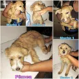 Filhotes 6 meses