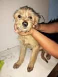 Filhotes 6 meses