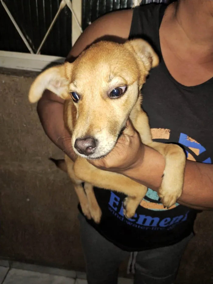 Cachorro ra a SRD-ViraLata idade 2 a 6 meses nome Filhotes 6 meses