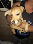 Filhotes 6 meses