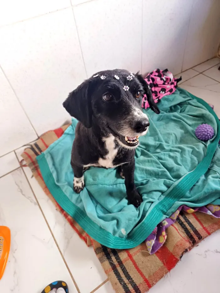 Cachorro ra a SRD-ViraLata idade 1 ano nome Donzela 