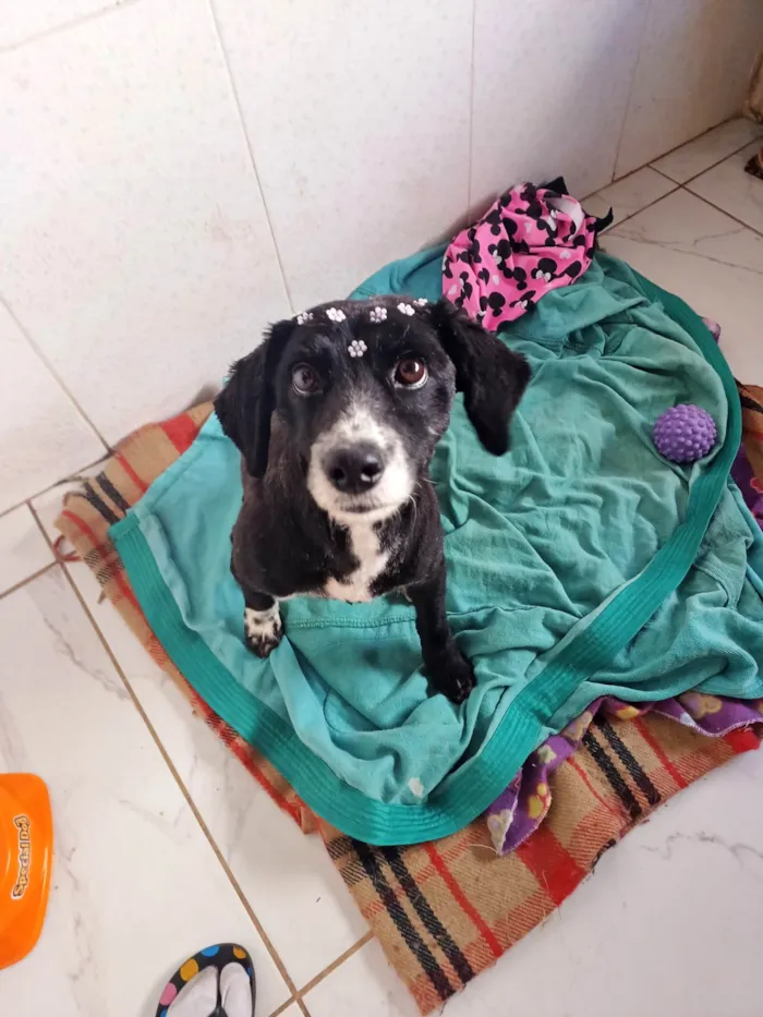 Cachorro ra a SRD-ViraLata idade 1 ano nome Donzela 